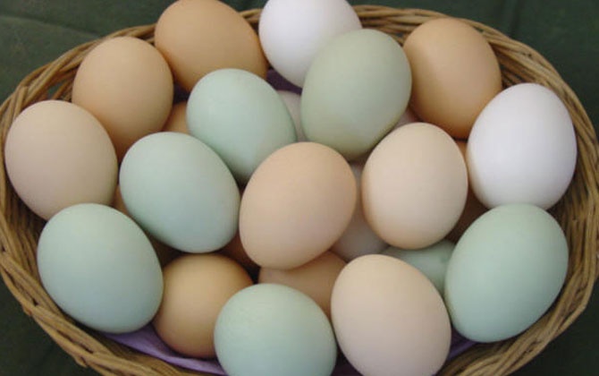 Hình ảnh trứng gà trống