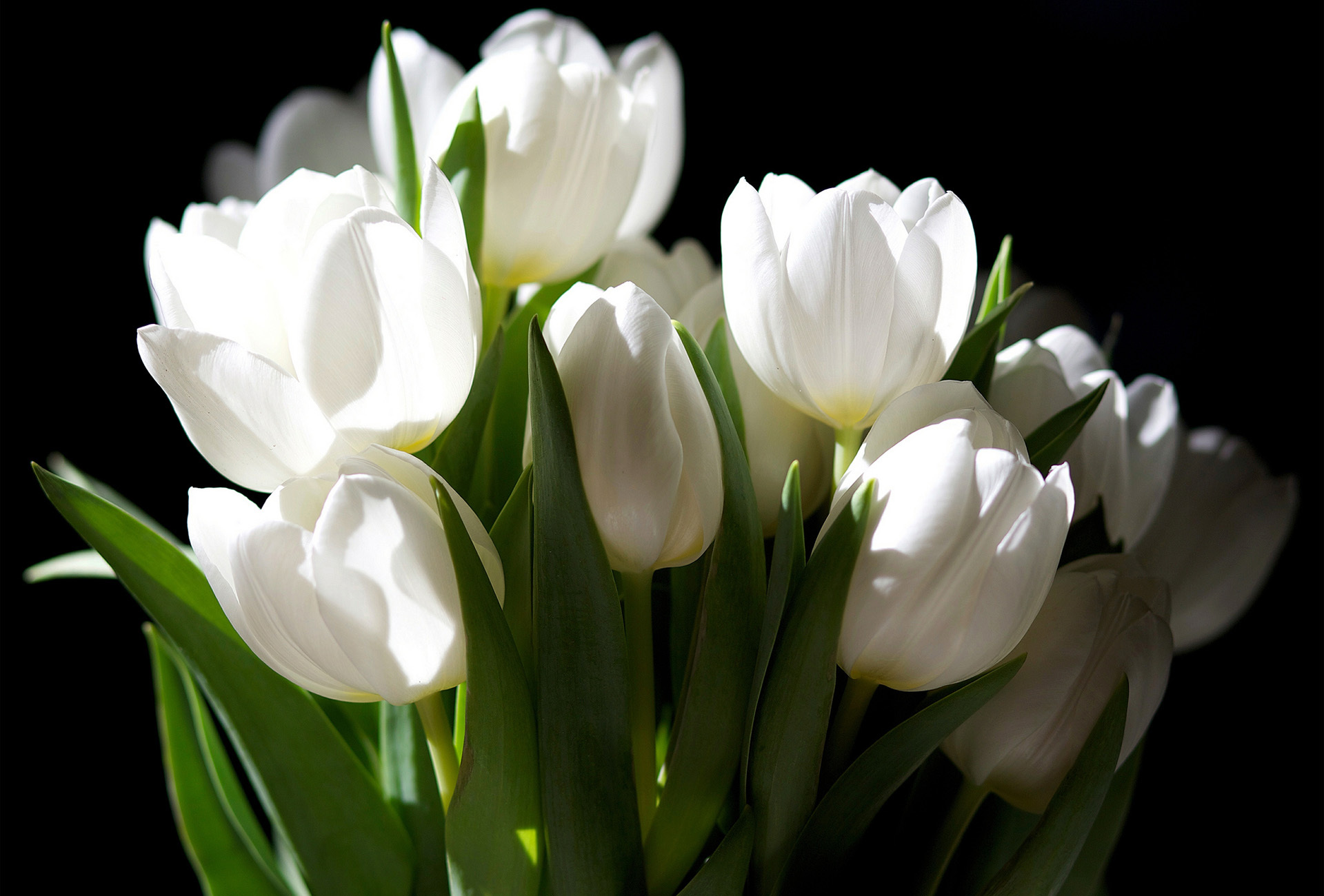 Ảnh hoa tulip trắng