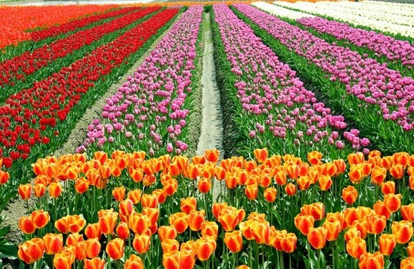 Ảnh hoa tulips