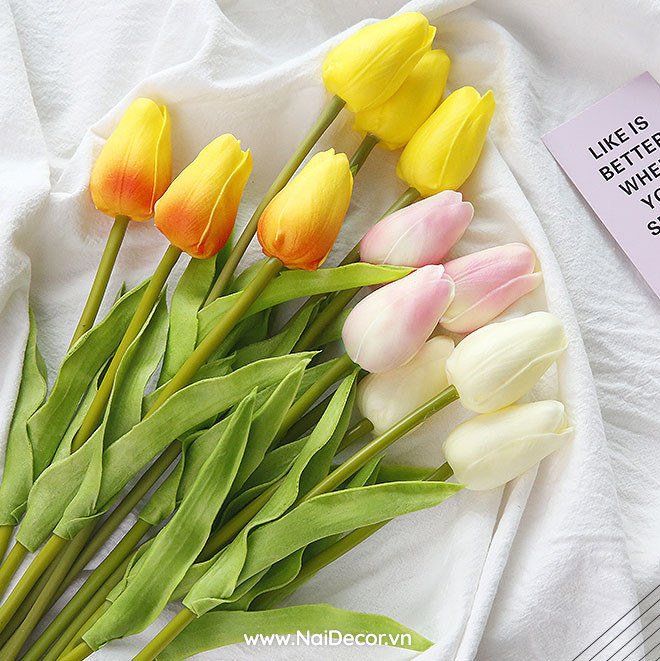 Hình hoa tulip chill