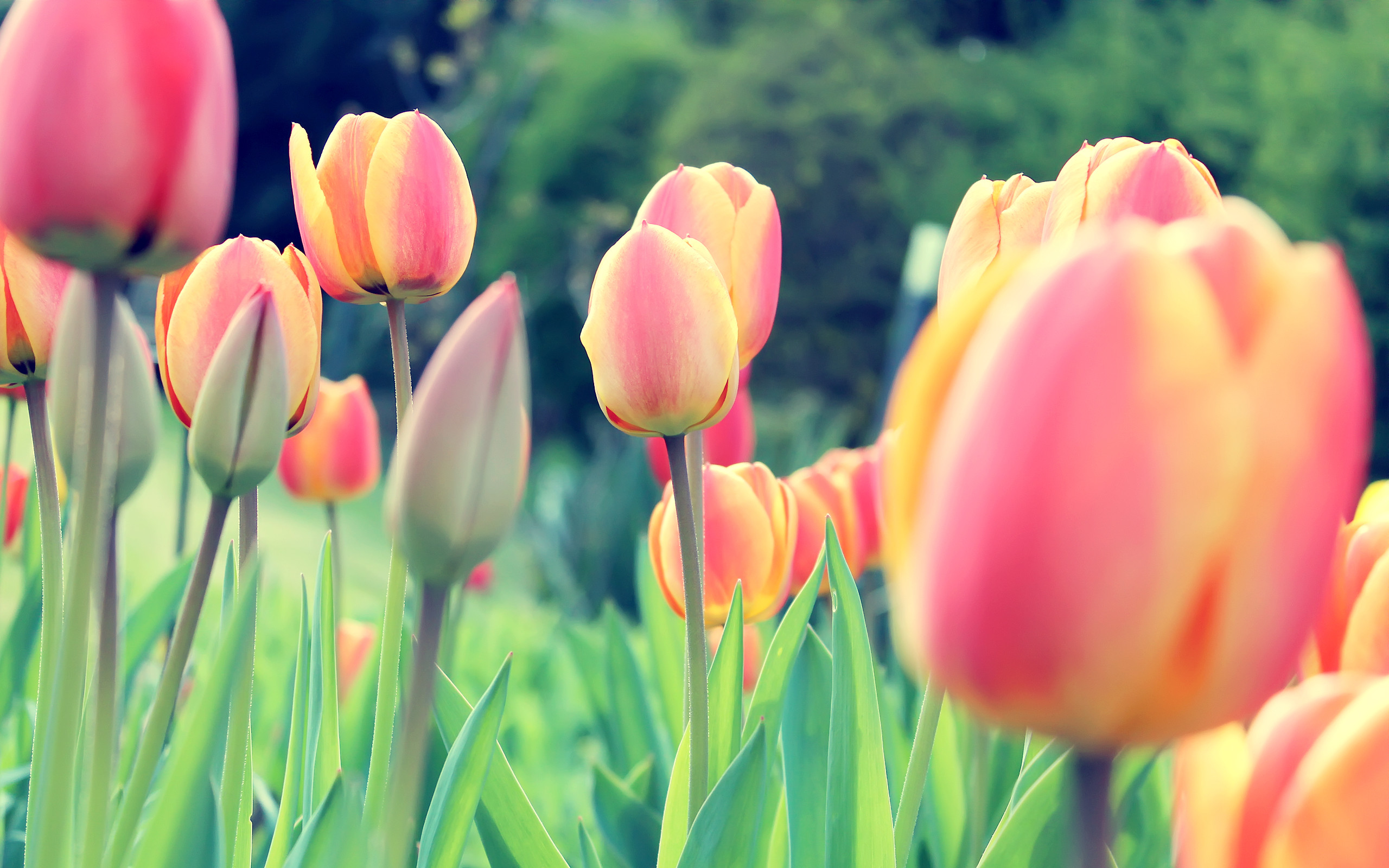 Ảnh hoa tulip làm hình nền điện thoại