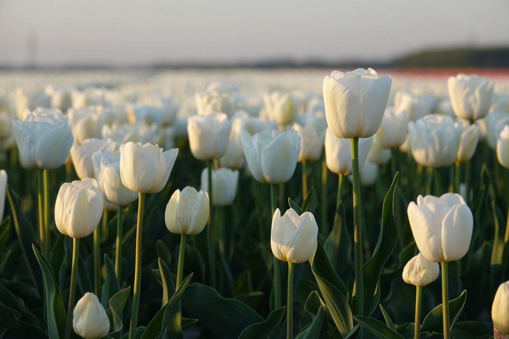 60 hình ảnh hoa Tulip Đẹp, Chill nhất cho điện thoại, PC