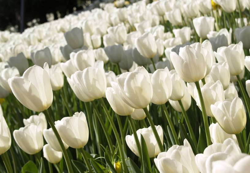 Hình ảnh hoa tulip chill