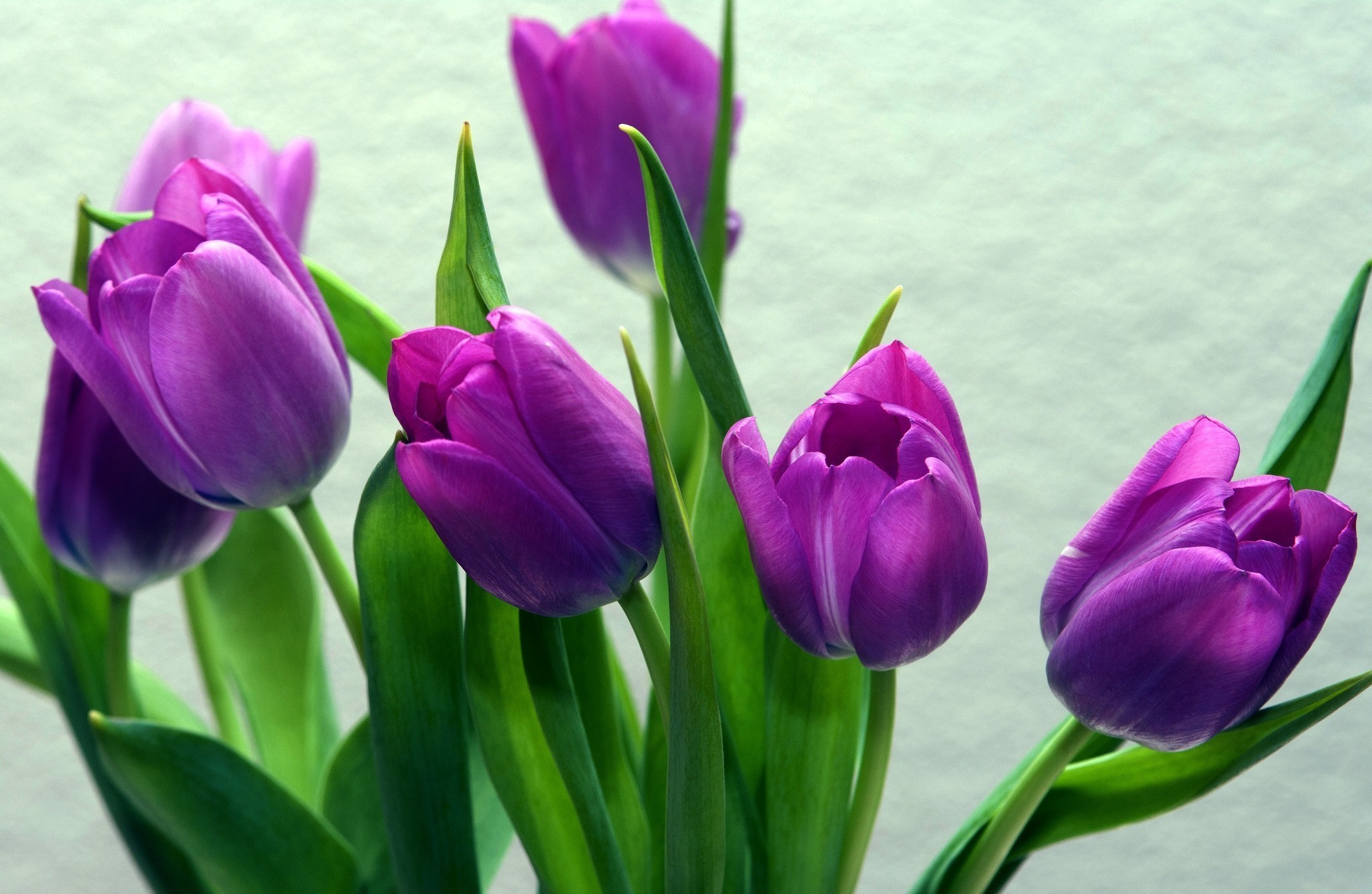 Hình hoa tulip chill