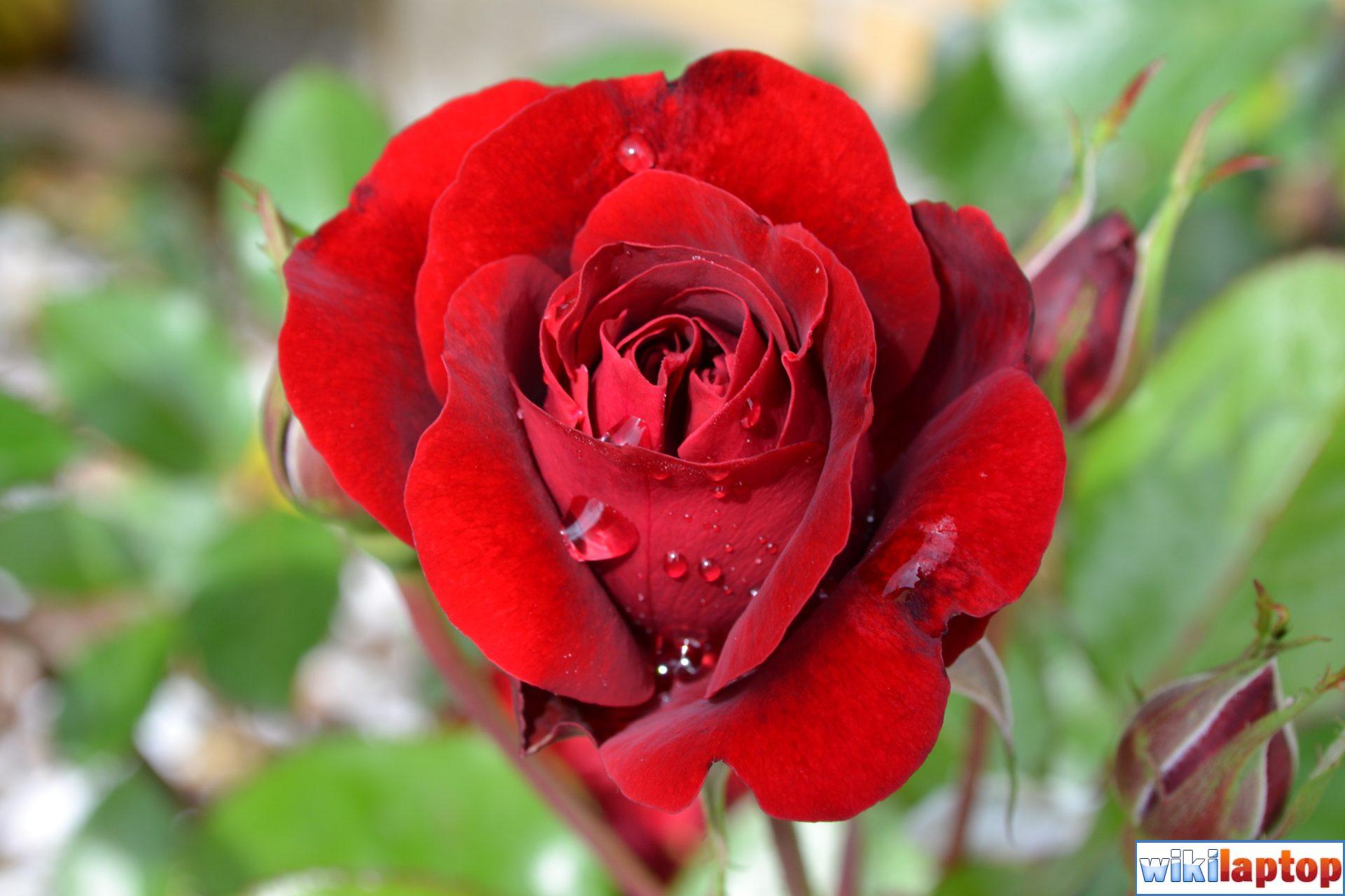 Hình ảnh cây hoa hồng đỏ