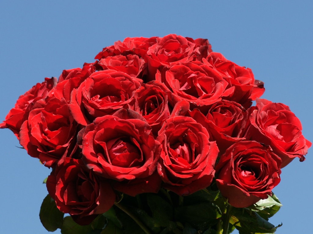 Hình ảnh hoa hồng đỏ