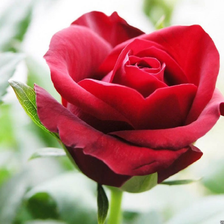 Hình ảnh vườn hoa hồng đỏ