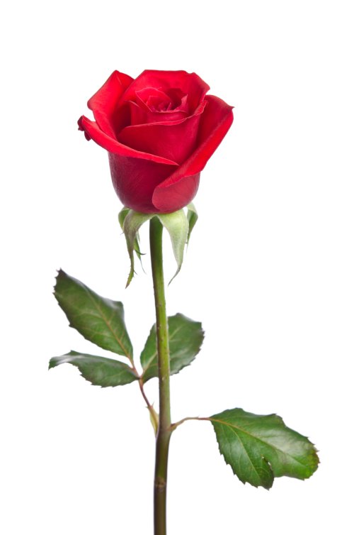 Hình ảnh bó hoa hồng đỏ đẹp nhất