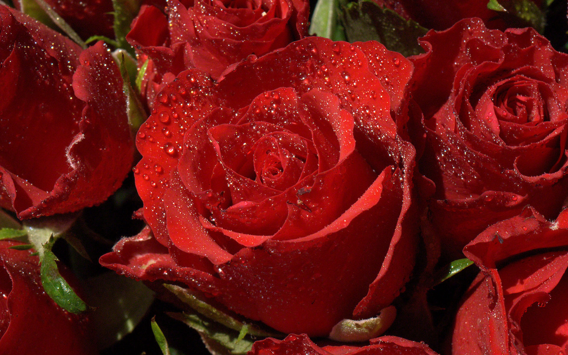 Hình ảnh hoa hồng nhung đỏ