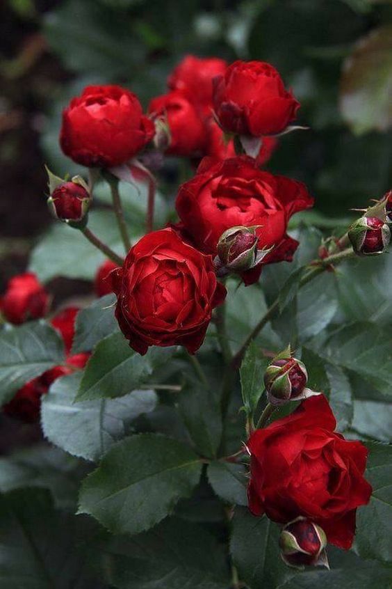 Hình ảnh vườn hoa hồng đỏ