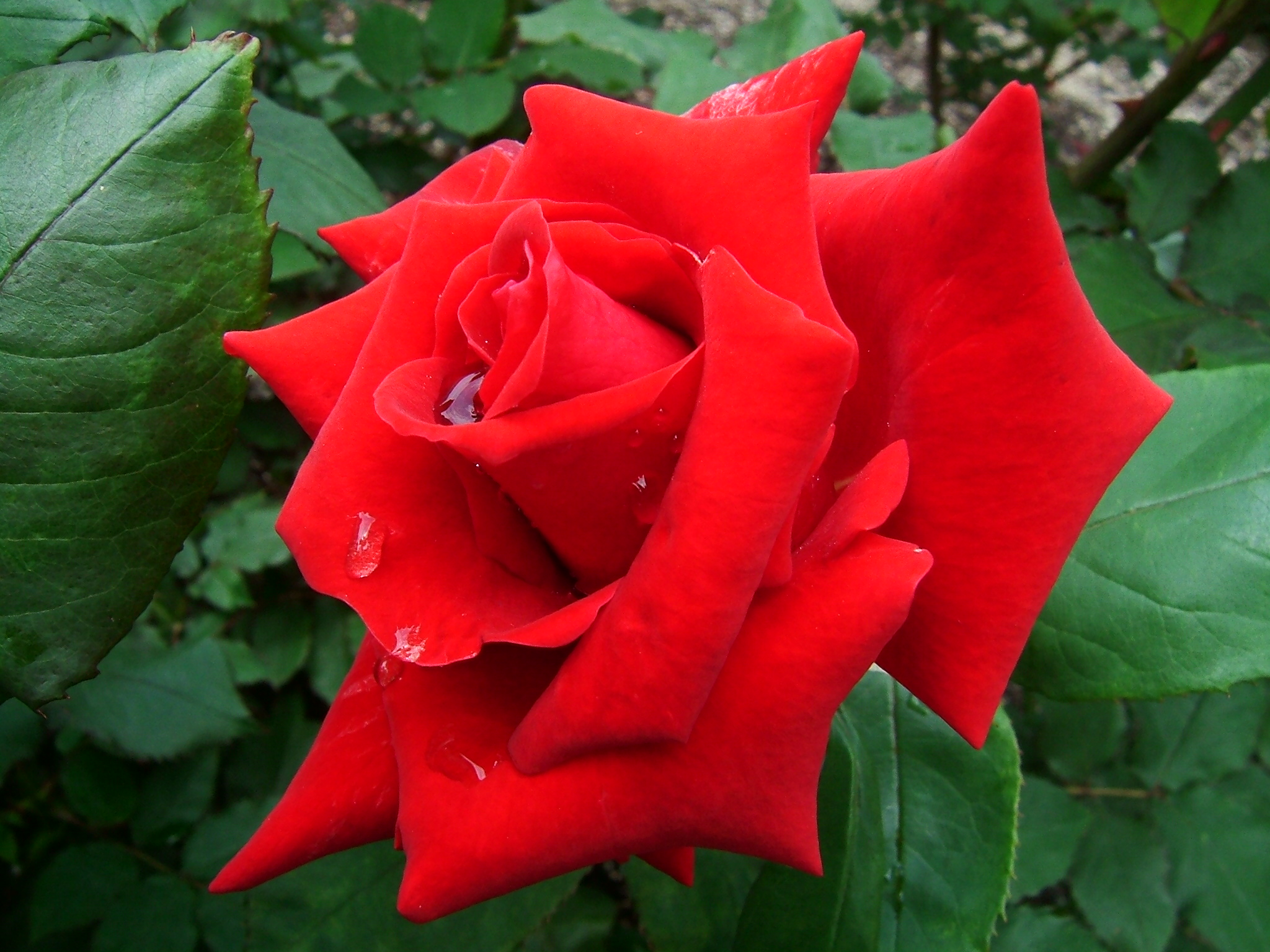 Hình ảnh cây hoa hồng đỏ
