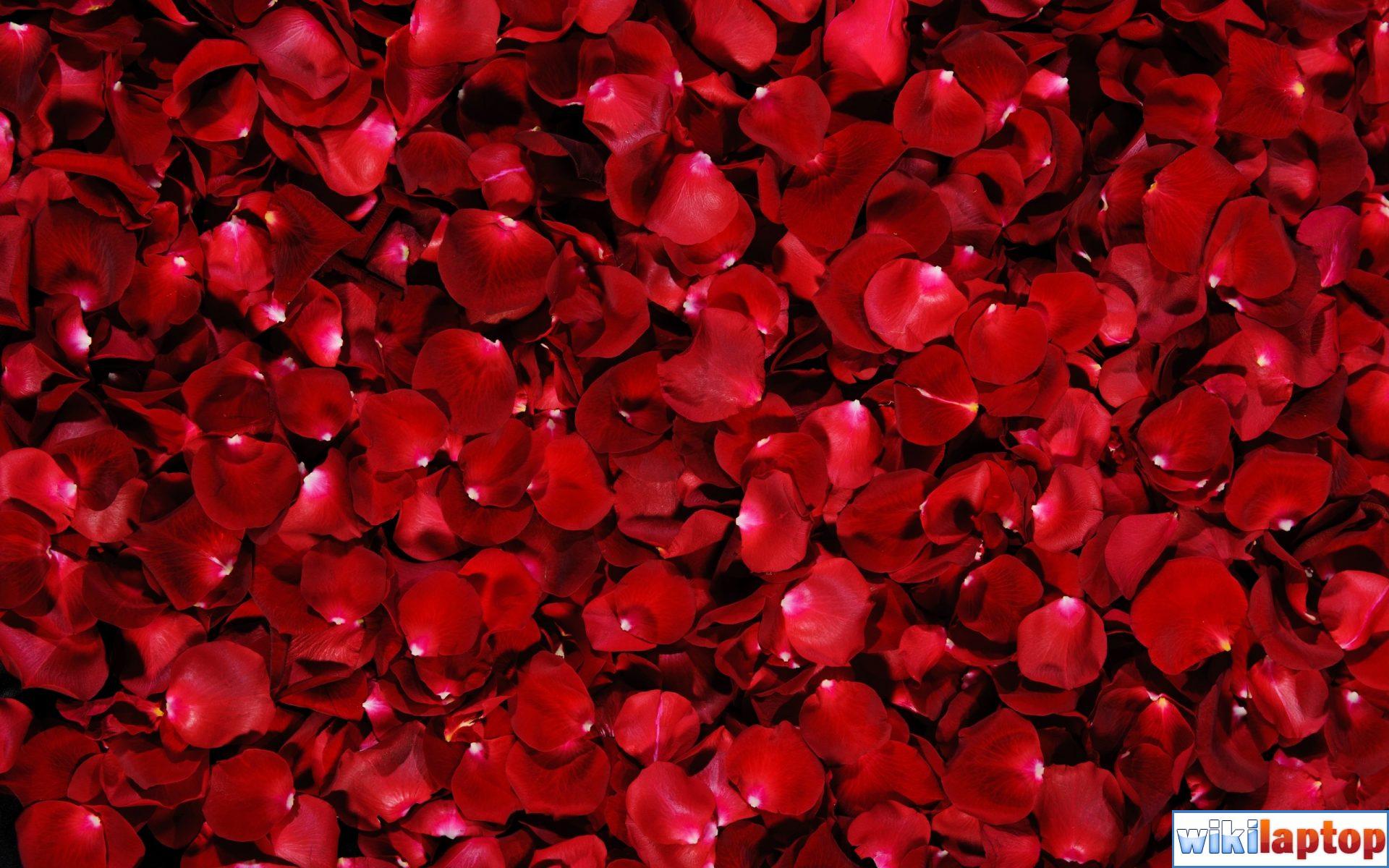 Hình ảnh hoa hồng màu đỏ