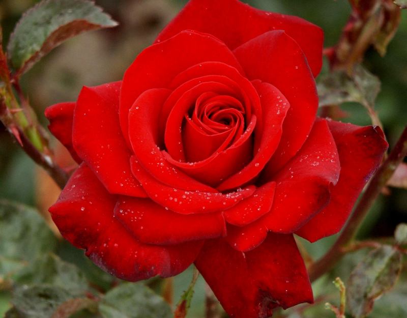 Hình ảnh bó hoa hồng đỏ