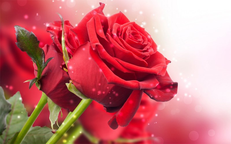 Hình ảnh bó hoa hồng đỏ đẹp nhất