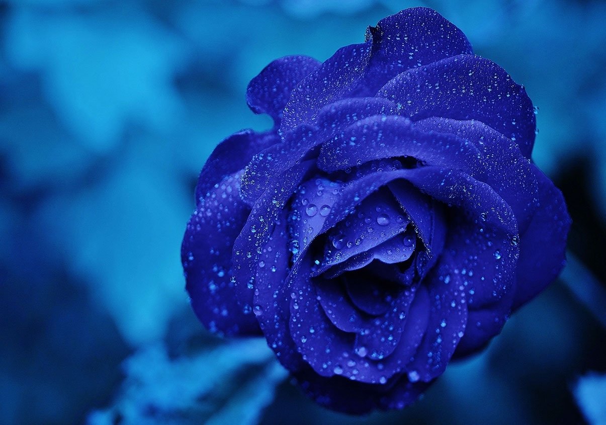 Ảnh hoa hồng xanh dương