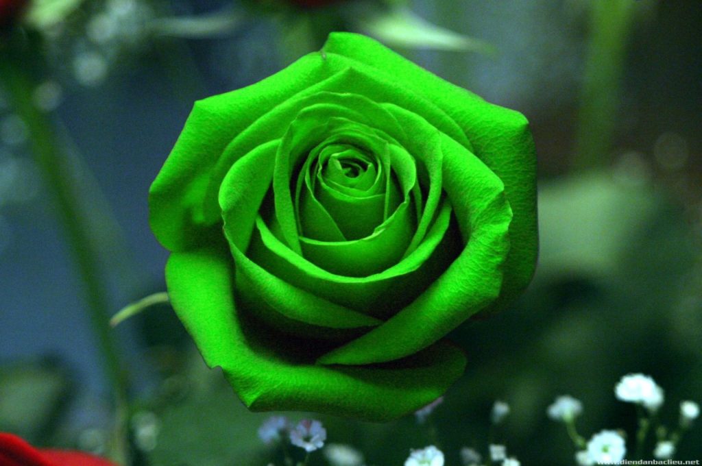 Ảnh hoa hồng xanh tuyệt đẹp
