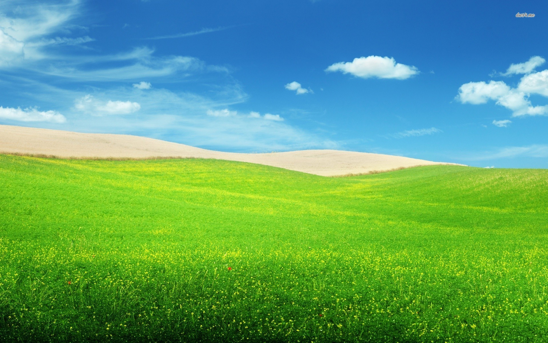 50 Hình nền cỏ xanh tươi mát đẹp cho máy tính điện thoại