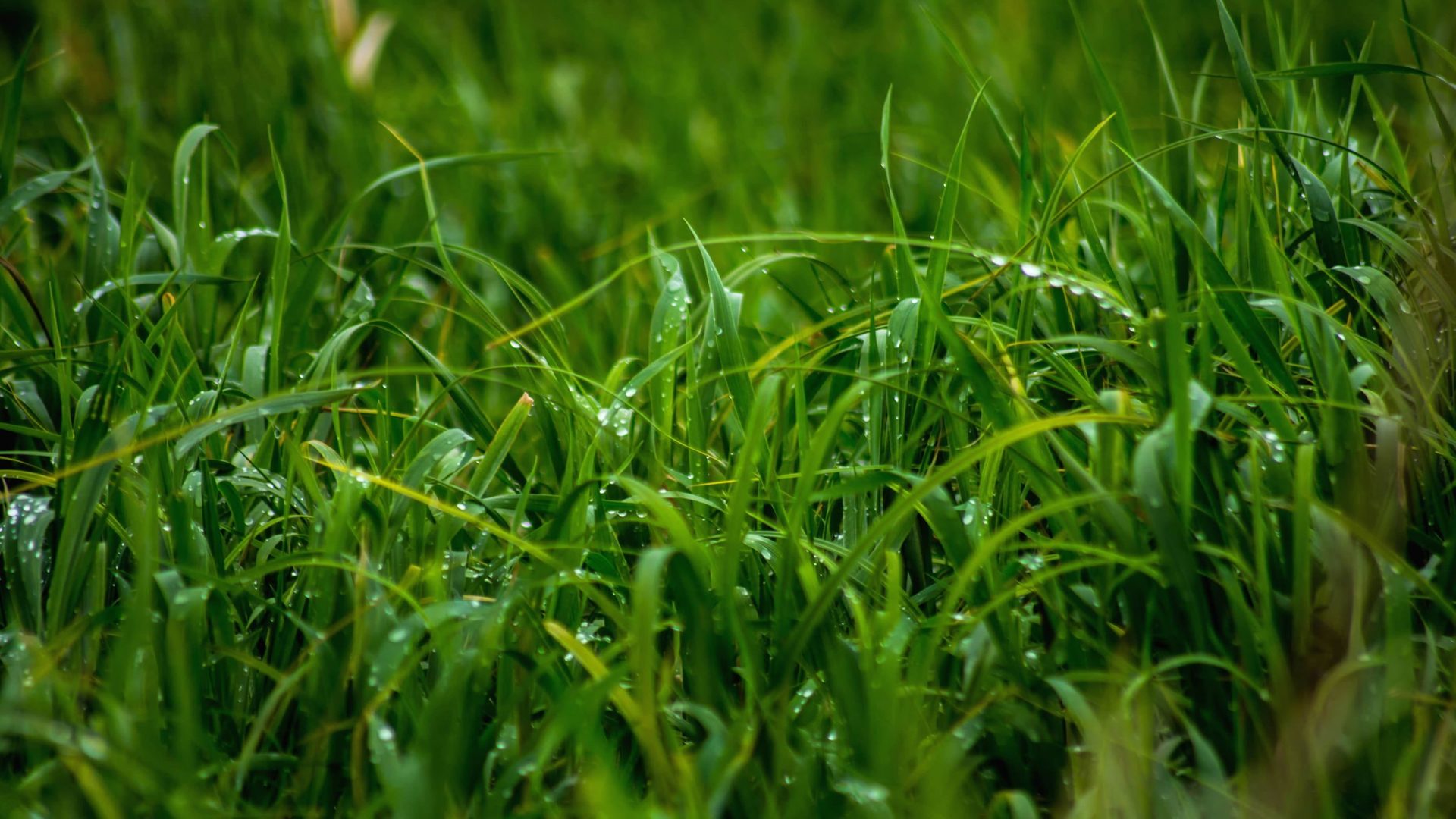 Hình nền đồng cỏ xanh