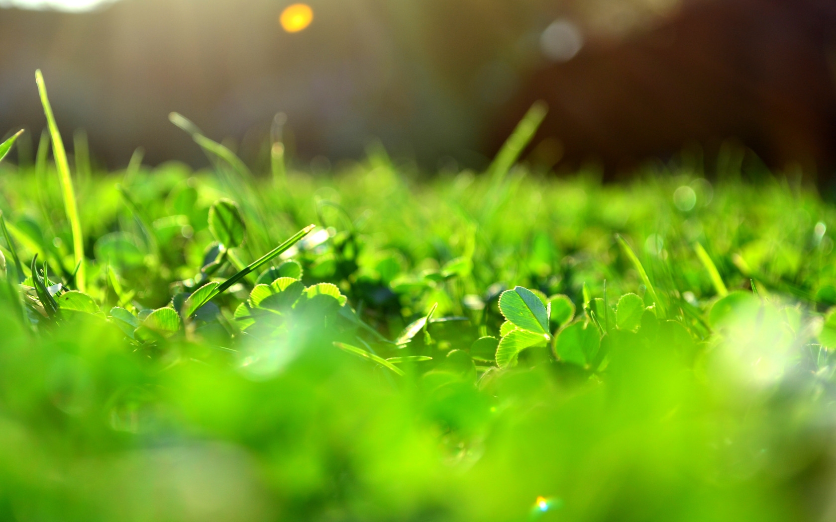 Hình nền thảm cỏ xanh