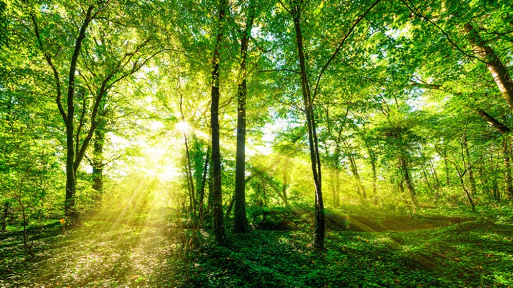 Cập nhật 63+ về hình nền cây xanh thiên nhiên - cdgdbentre.edu.vn
