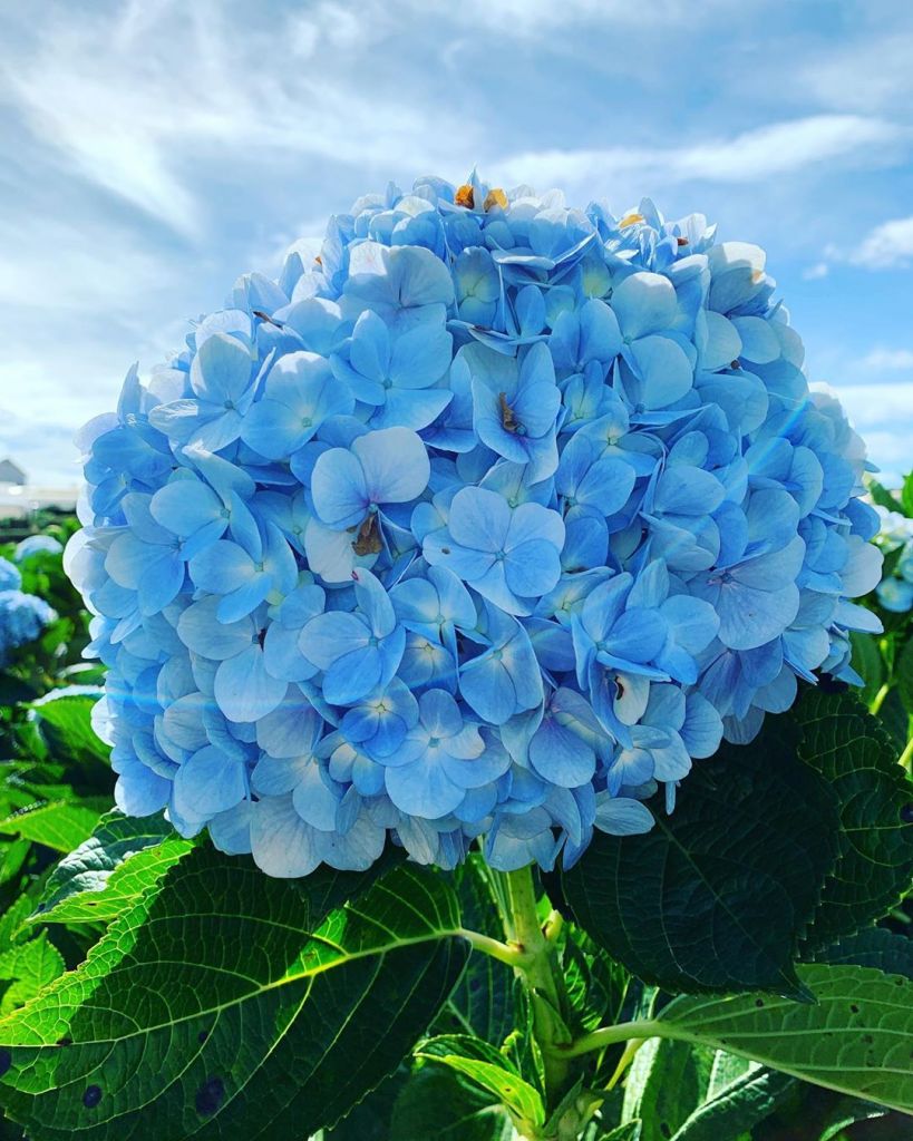 Hình ảnh hoa cẩm tú cầu xanh