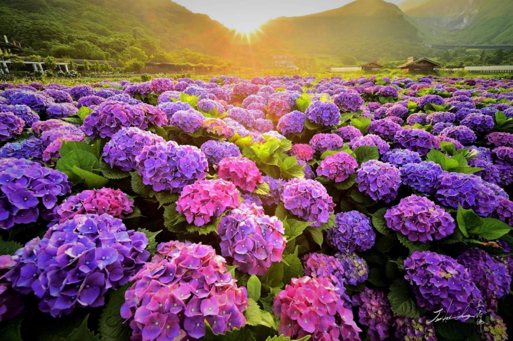 Hình ảnh hoa cẩm tú cầu xanh