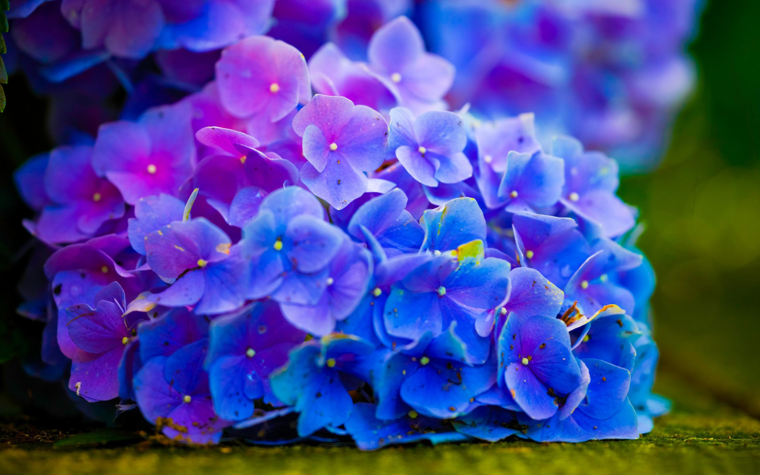 89 Hình ảnh hoa cẩm tú cầu đẹp nhiều màu sắc đầy sức sống  Blog Homestay