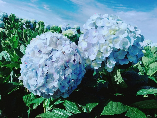 Hình ảnh hoa cẩm tú cầu pha lê