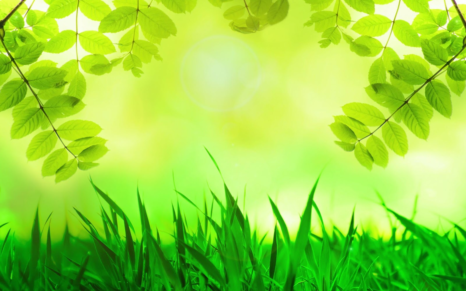 Hình ảnh cây xanh và môi trường sống