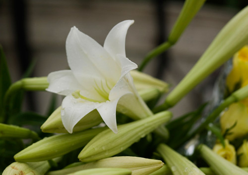 Hình ảnh hoa loa kèn trắng đẹp