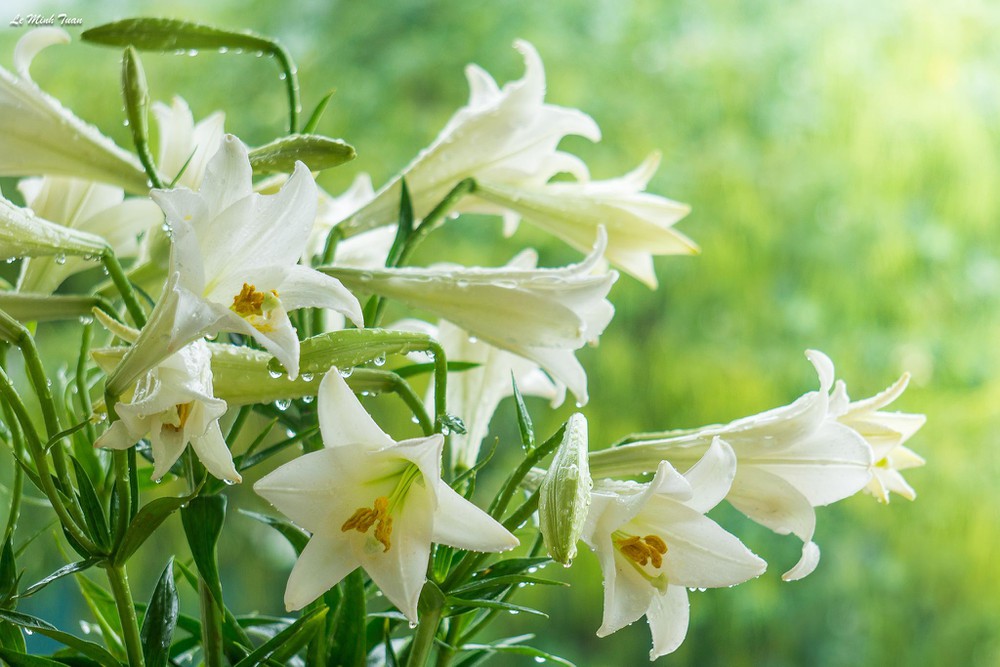 Hình ảnh hoa loa kèn trắng