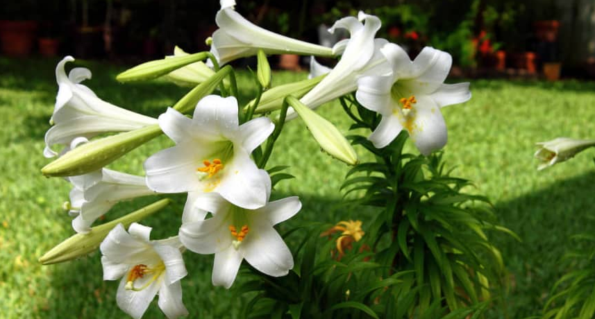 Hình ảnh hoa loa kèn trắng đẹp