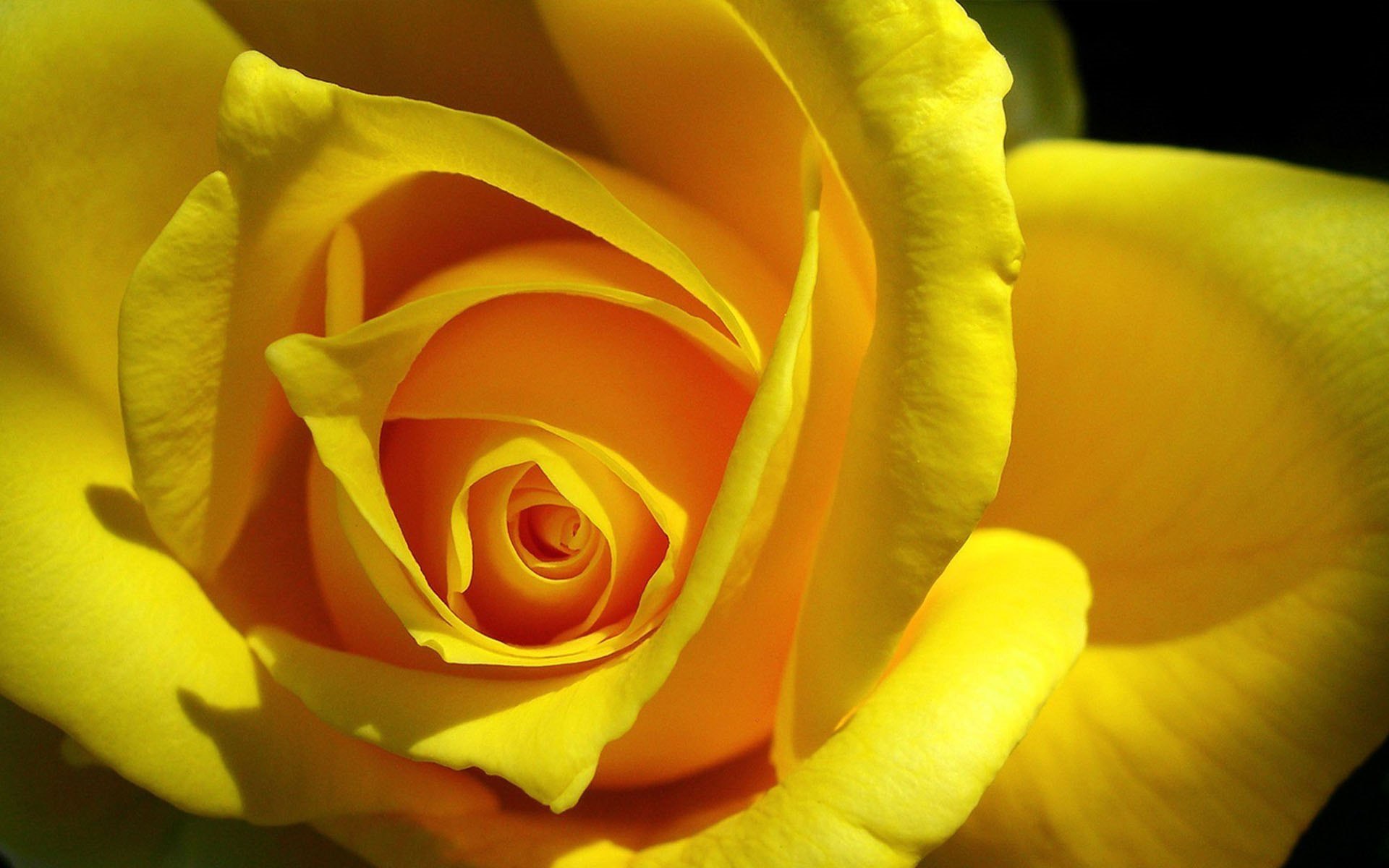 Hình hoa hồng vàng đẹp nhất