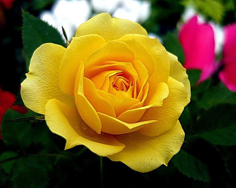 Hình hoa hồng vàng đẹp