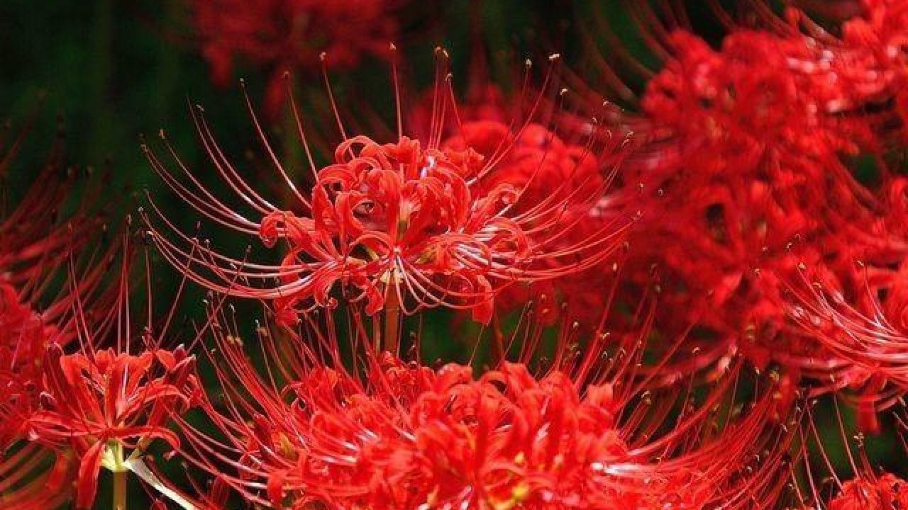 Chi tiết 70 về hình nền ảnh hoa đẹp hay nhất  Du học Akina